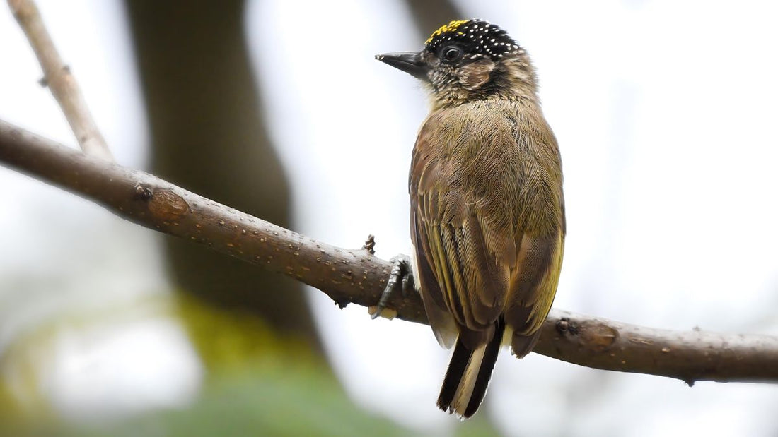 Unveiling Colombia's Top 10 Birdwatching Paradises: A Birder's Ultimate Bucket List