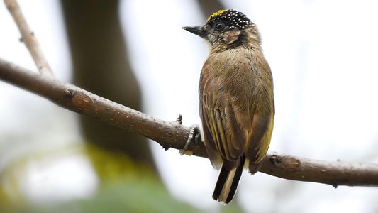 Unveiling Colombia's Top 10 Birdwatching Paradises: A Birder's Ultimate Bucket List