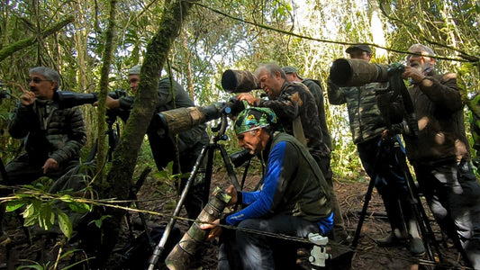 Colombia Comprehensive Bird Photography Tour
