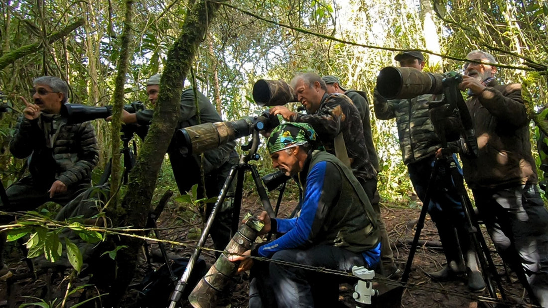 Colombia Comprehensive Bird Photography Tour