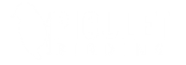 Piculet Birding