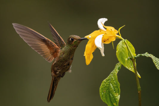 Hummingbird Photography Tours in Colombia: The World's Richest Hummingbird Country