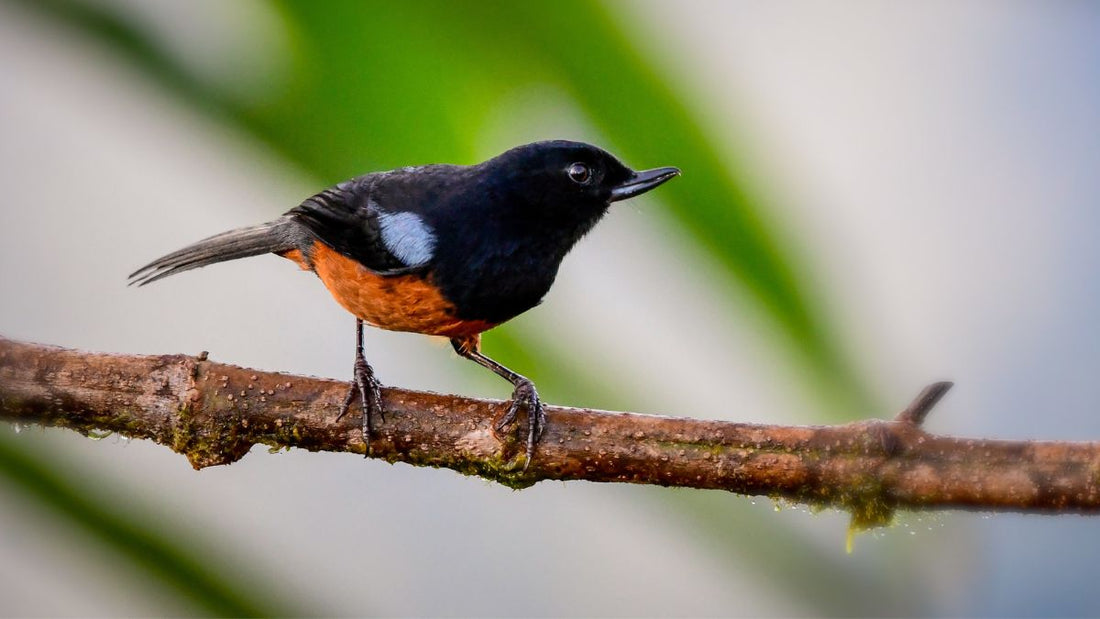 10 Mind-Blowing Birds You Can ONLY See in Colombian Endemic Bird Species Tours (Number 7 Will Leave You Speechless!)