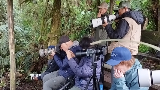 The Best Bird Photography Feeders & Hides in Western Colombia
