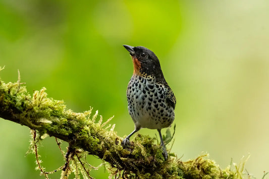 Anchicaya & Dona Dora: Choco-Slope Birding Near Cali