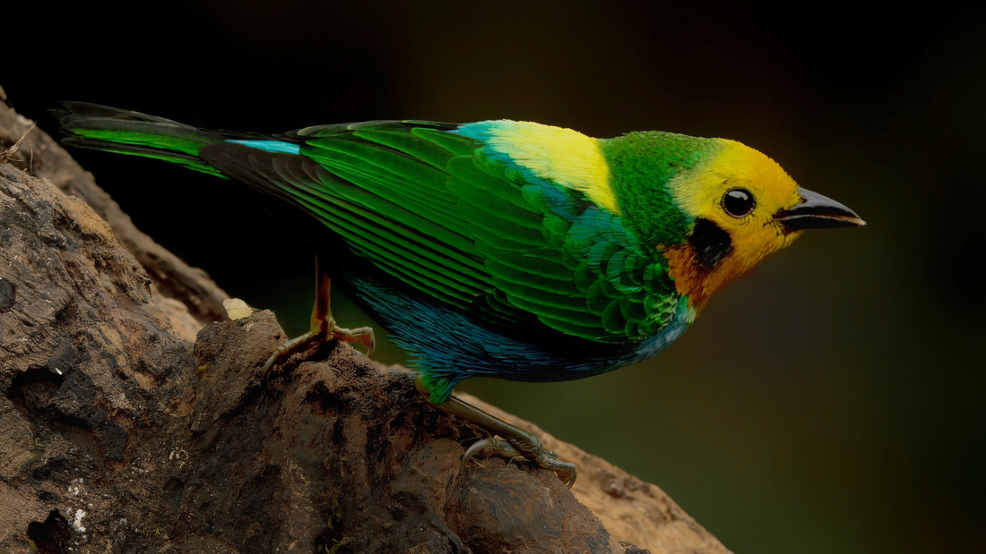 Where to See the Multicolored Tanager  in Colombia: A Western Andes Jewel