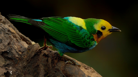 Where to See the Multicolored Tanager  in Colombia: A Western Andes Jewel
