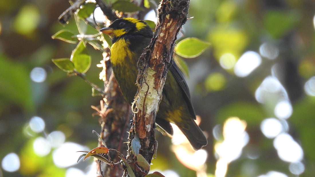 Gold-ringed & Black-and-gold Tanagers: Tatamá's Endemic Jewels