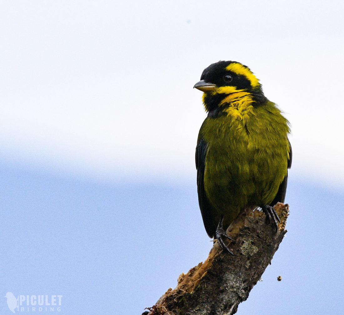 Colombia Endemics Tours: Set Departures for the Country's Endemic Birds