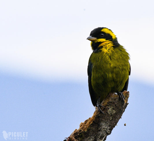 Colombia Endemics Tours: Set Departures for the Country's Endemic Birds