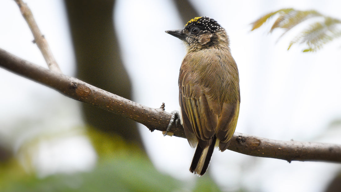 The Grayish Piculet: Colombia's Endemic Piculet: and the Bird Behind Our Name