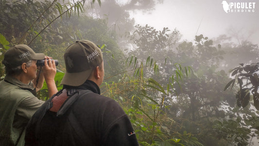 Solo Birder? Join Our Colombia Tours Without Paying a Single Supplement