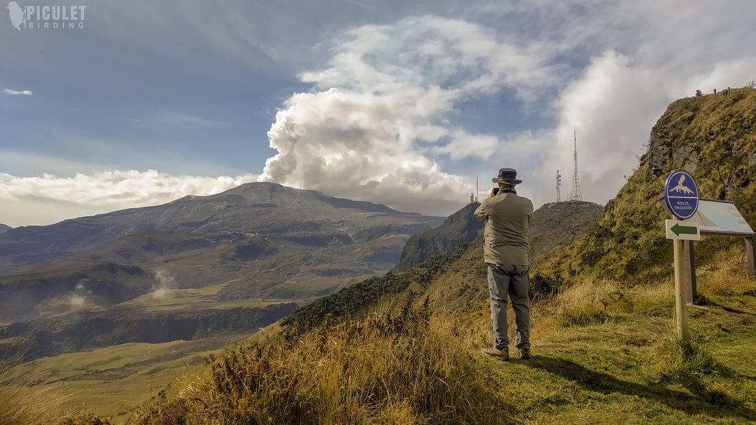 Los Nevados & the Buffy Helmetcrest:  High-Andean Páramo Birding in Colombia