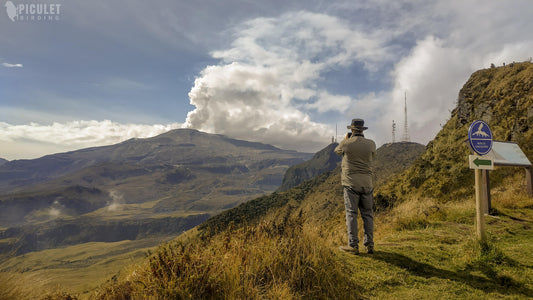 Los Nevados & the Buffy Helmetcrest:  High-Andean Páramo Birding in Colombia
