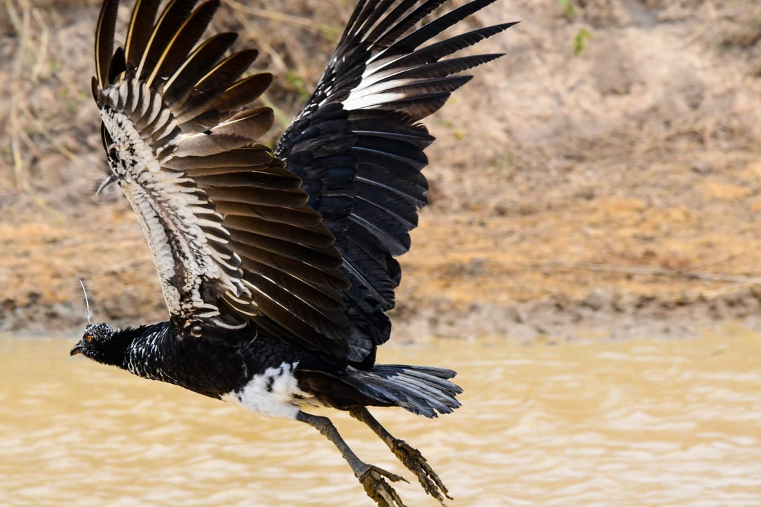 Laguna de Sonso: Wetland Birding in the Cauca Valley