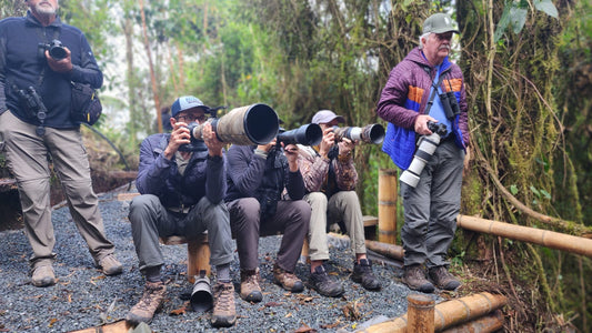 When to Go Bird Photography in Colombia: A Photographer's Guide to Timing