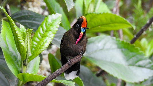 Notable Bird Species in Each Location of Our Birding Tours in Colombia