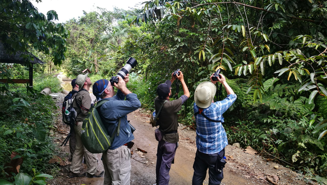 The Benefits of Guided Birding Tours in Colombia