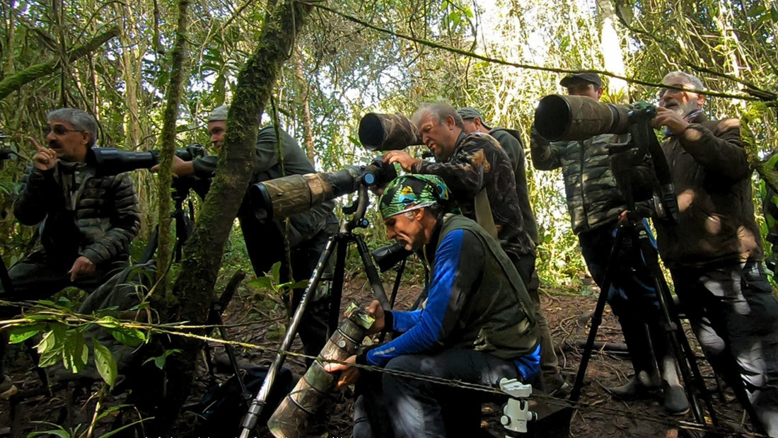 Capture Colombia's Birds: Top Photography Tours Revealed