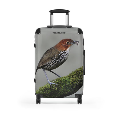 Chestnut-crowned Antpitta Suitcase