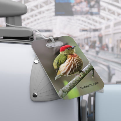 Striolated Manakin Luggage Tag