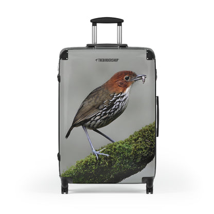 Chestnut-crowned Antpitta Suitcase