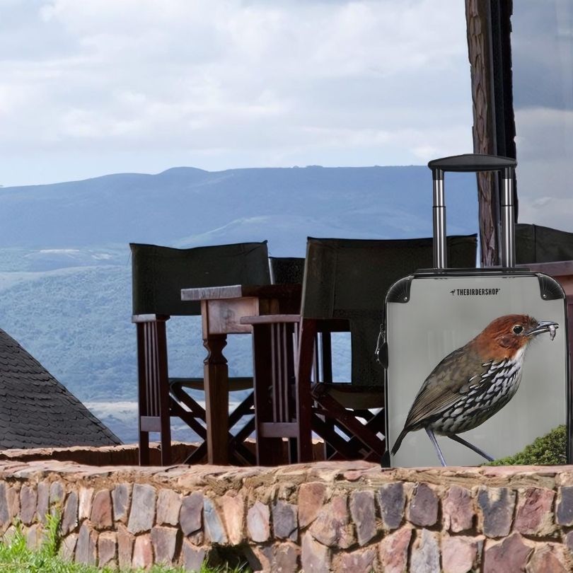 Maleta Antpitta coronada de castaño