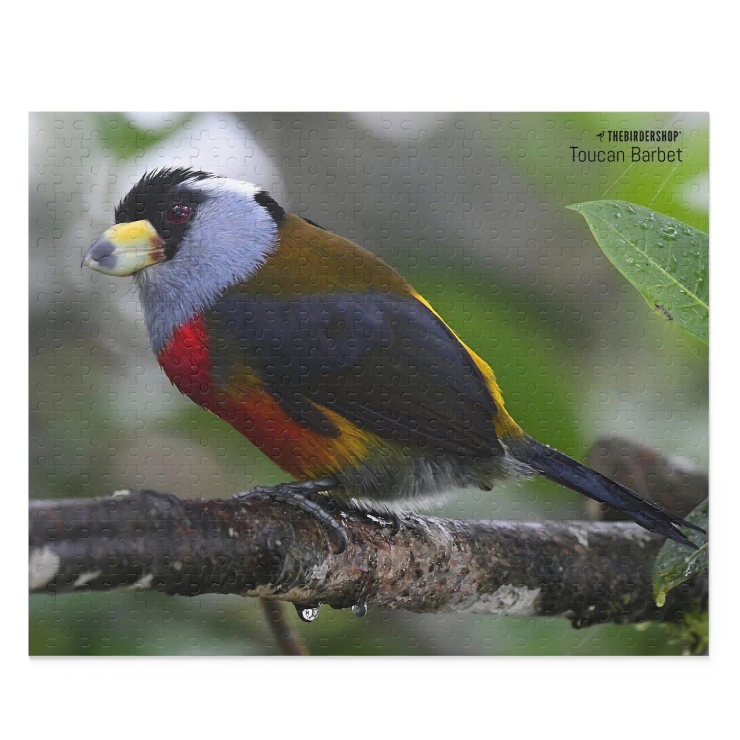 Toucan Barbet Puzzle (500-P)